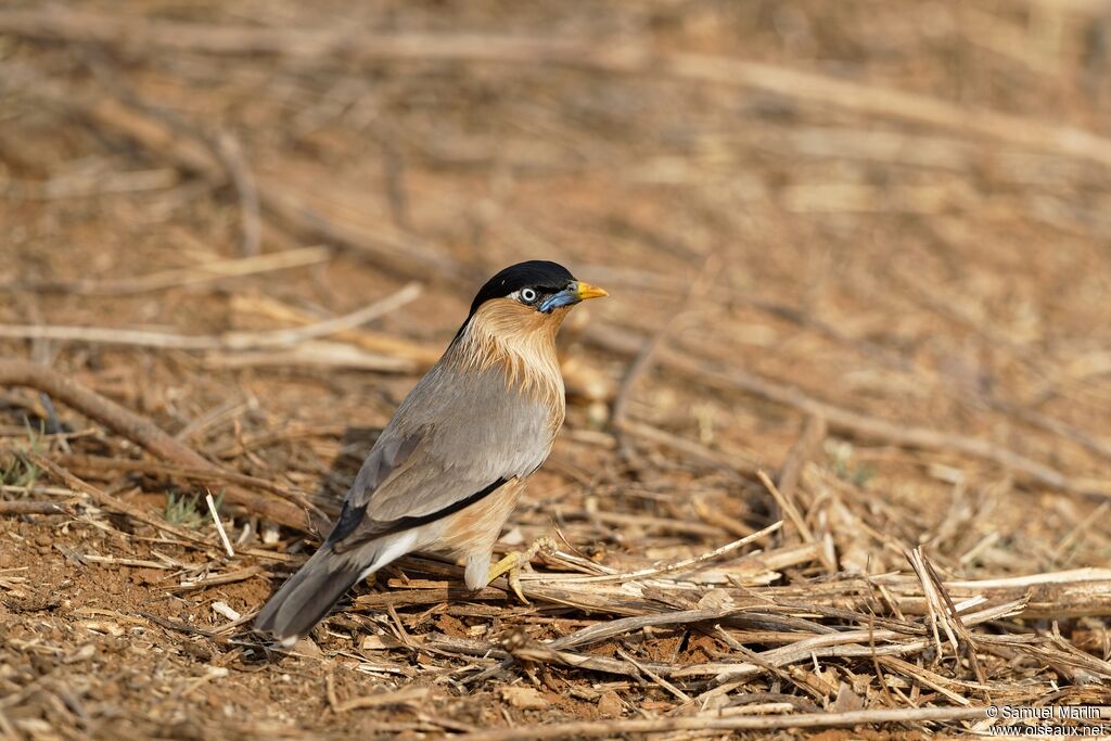 Brahminy Starlingadult