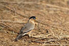 Brahminy Starling