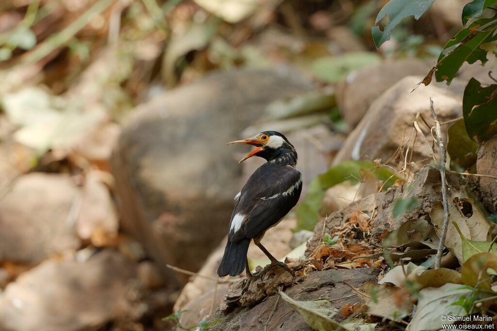 Indian Pied Mynaadult