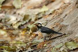 Indian Pied Myna