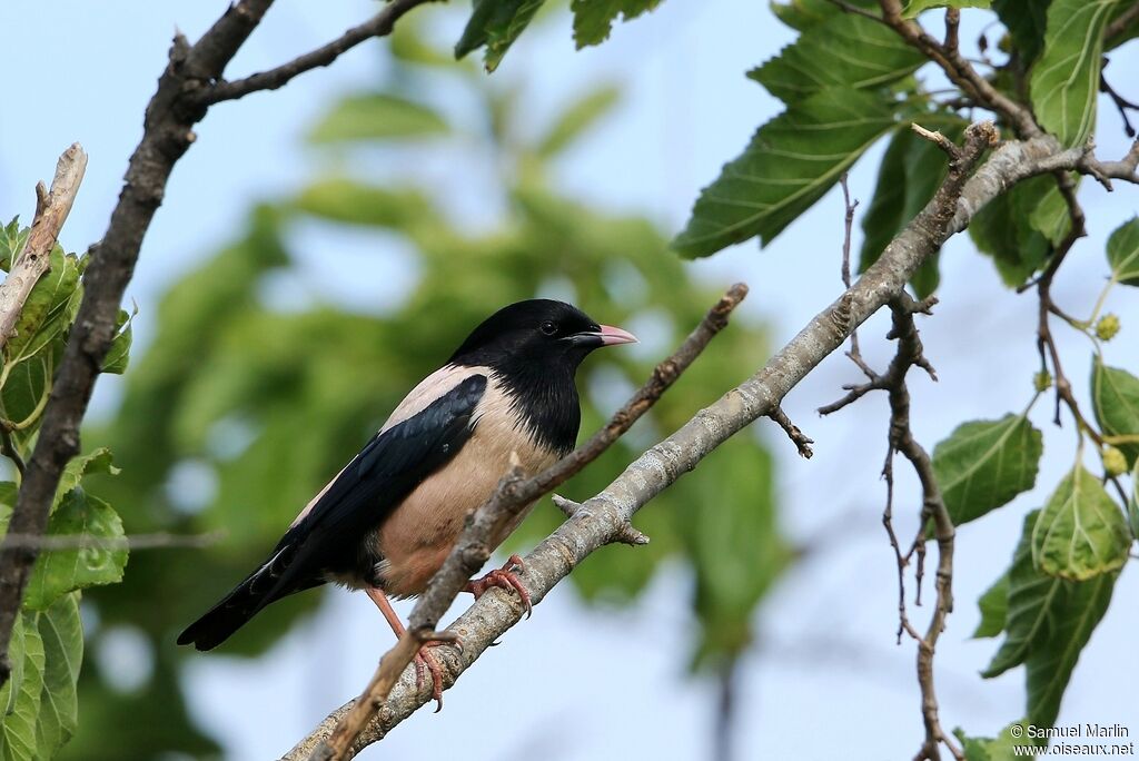 Rosy Starlingadult