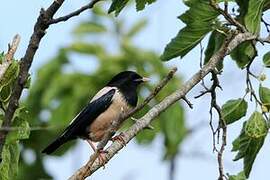 Rosy Starling