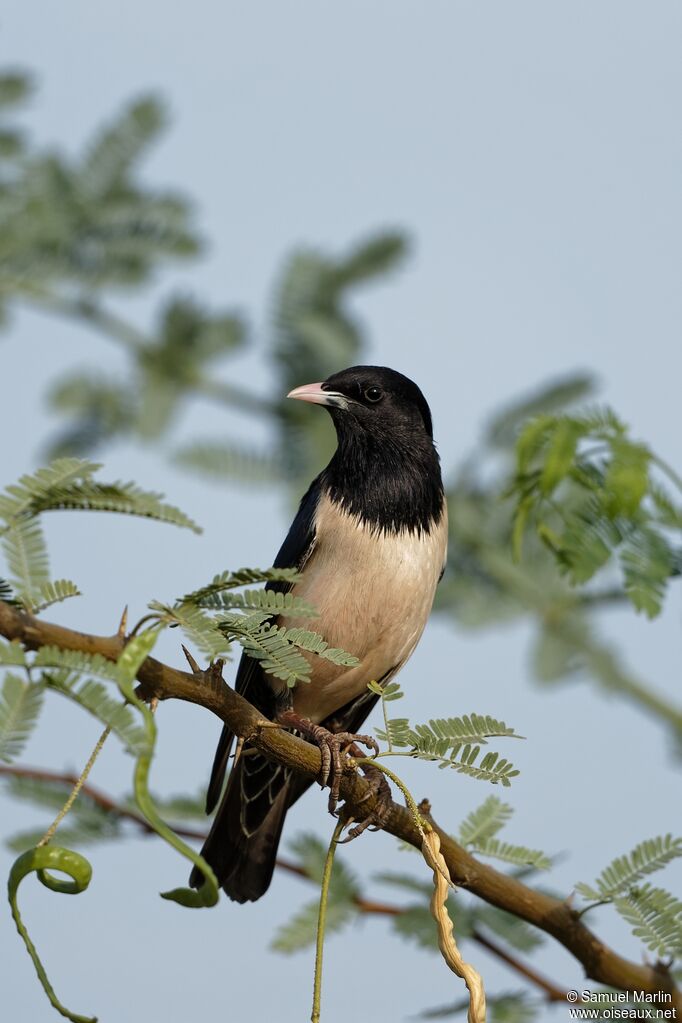 Rosy Starlingadult