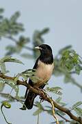 Rosy Starling