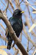 Common Starling