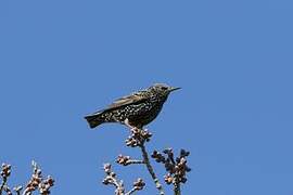 Common Starling