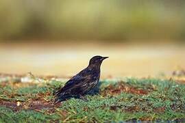 Spotless Starling