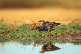 Spotless Starling