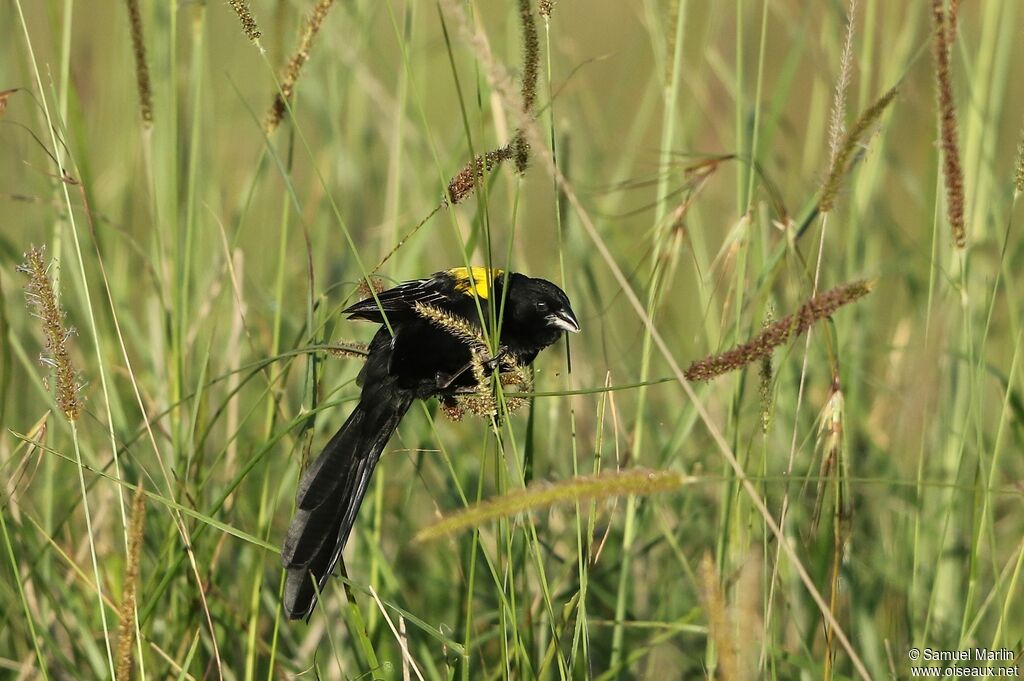 Yellow-mantled Widowbird