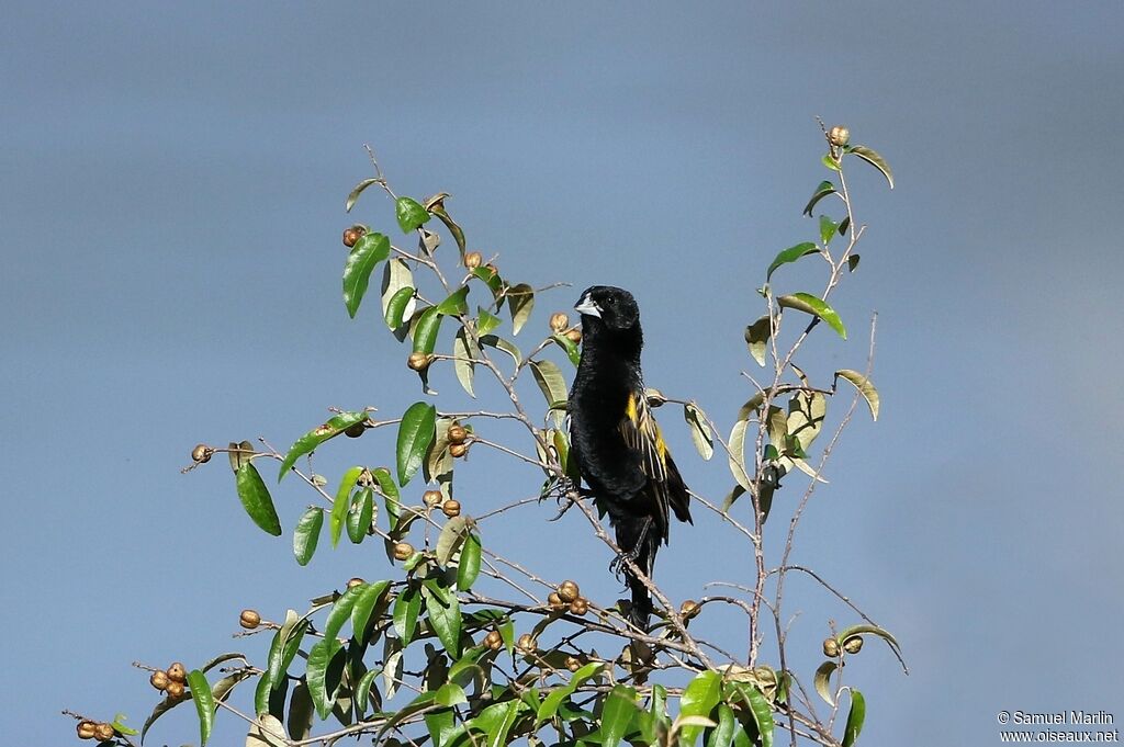 Yellow-mantled Widowbird male adult