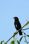 White-winged Widowbird