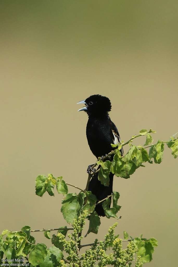 White-winged Widowbird male adult, habitat, pigmentation, song