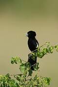 White-winged Widowbird