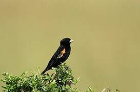 Fan-tailed Widowbird