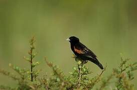 Fan-tailed Widowbird