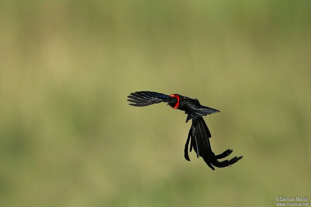 Euplecte à nuque rouge mâle adulte nuptial, Vol