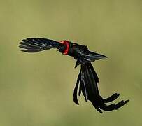 Red-cowled Widowbird