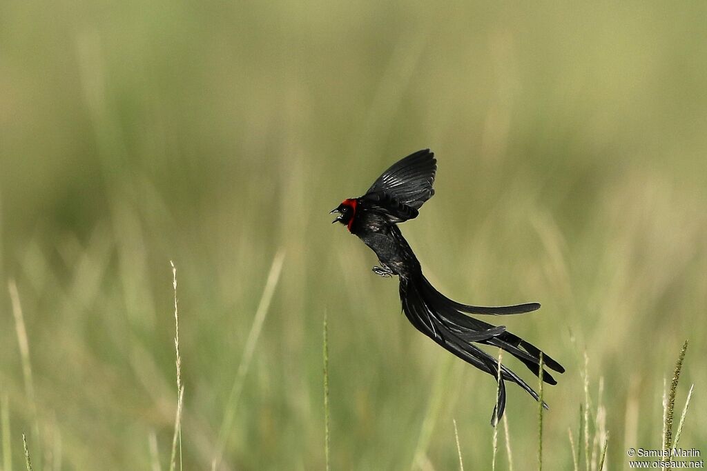 Red-cowled Widowbird