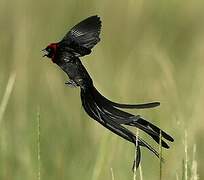 Red-cowled Widowbird