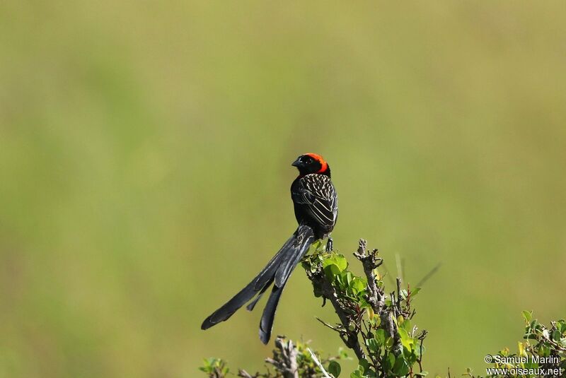Red-cowled Widowbird male adult breeding