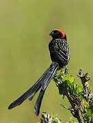 Red-cowled Widowbird