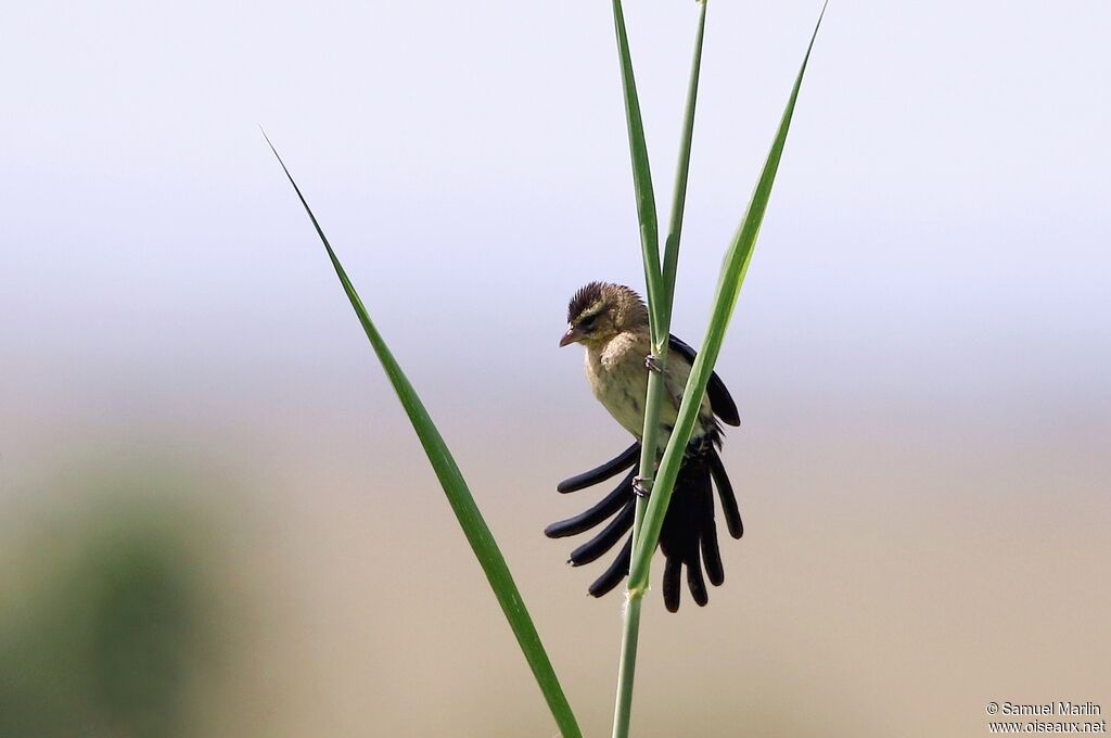 Red-cowled Widowbirdadult post breeding