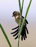 Red-cowled Widowbird