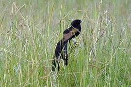 Jackson's Widowbird