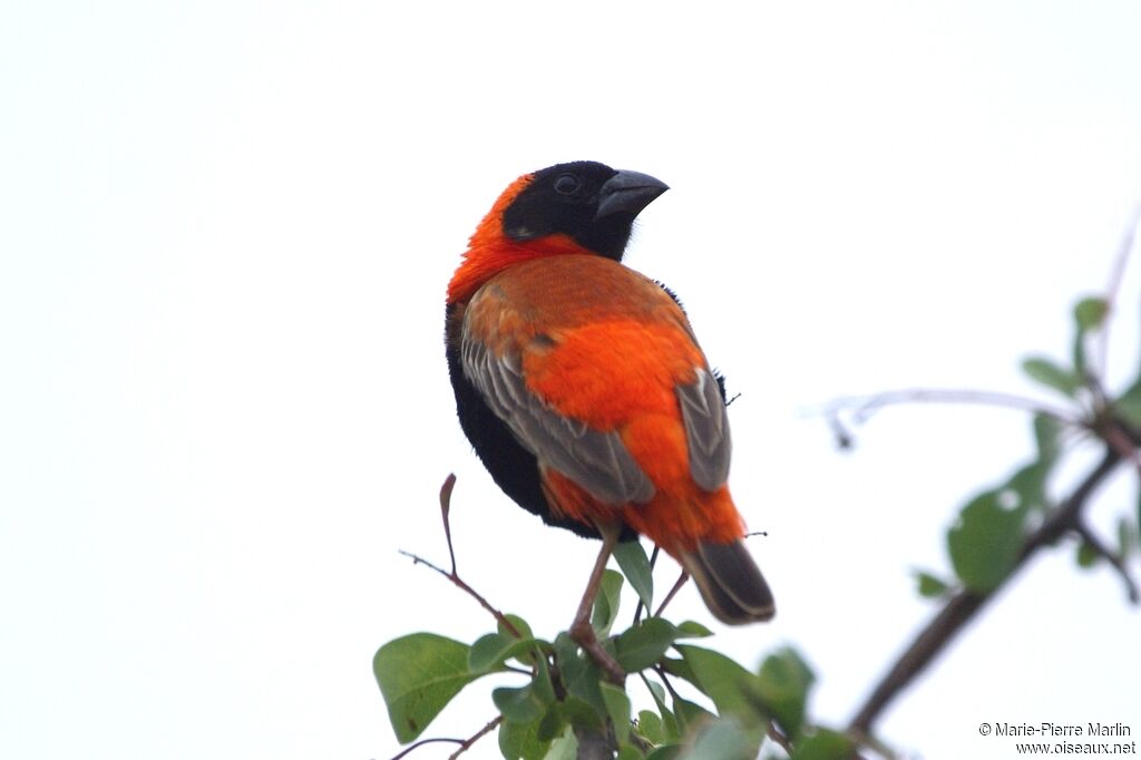 Southern Red Bishop male adult