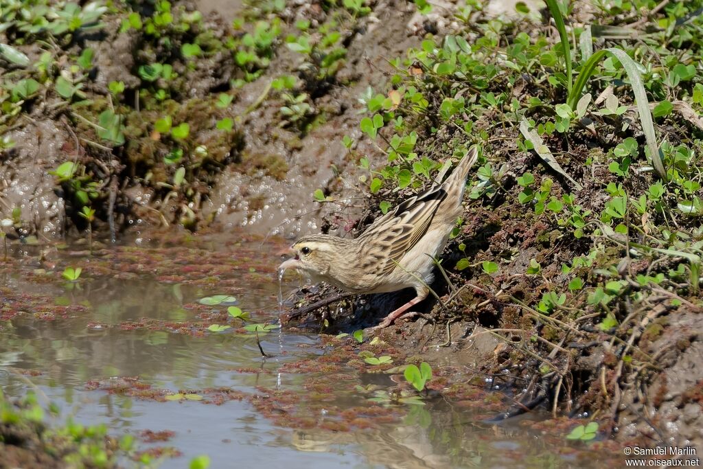 Southern Red Bishopadult post breeding