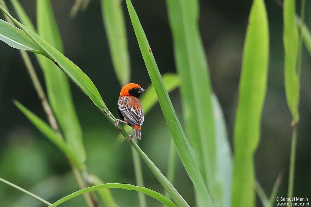 Black-winged Red Bishopadult