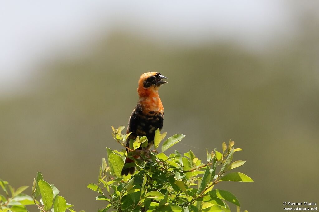 Black-winged Red Bishopimmature