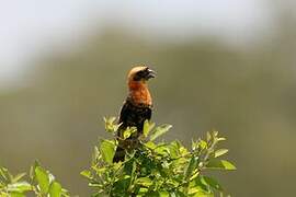 Black-winged Red Bishop