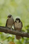 Southern White-crowned Shrike