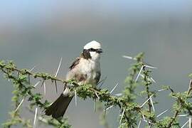 Northern White-crowned Shrike