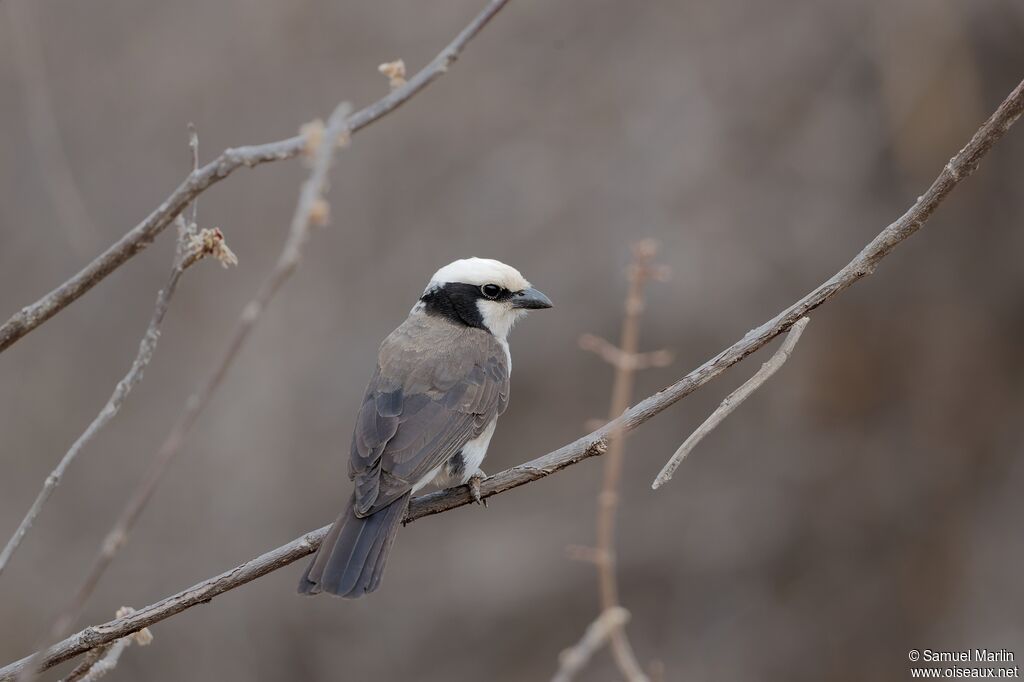 Northern White-crowned Shrikeadult