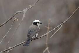 Northern White-crowned Shrike