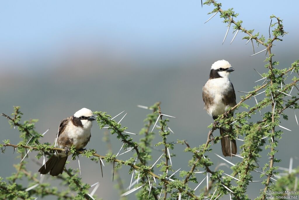 Northern White-crowned Shrikeadult