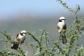 Northern White-crowned Shrike