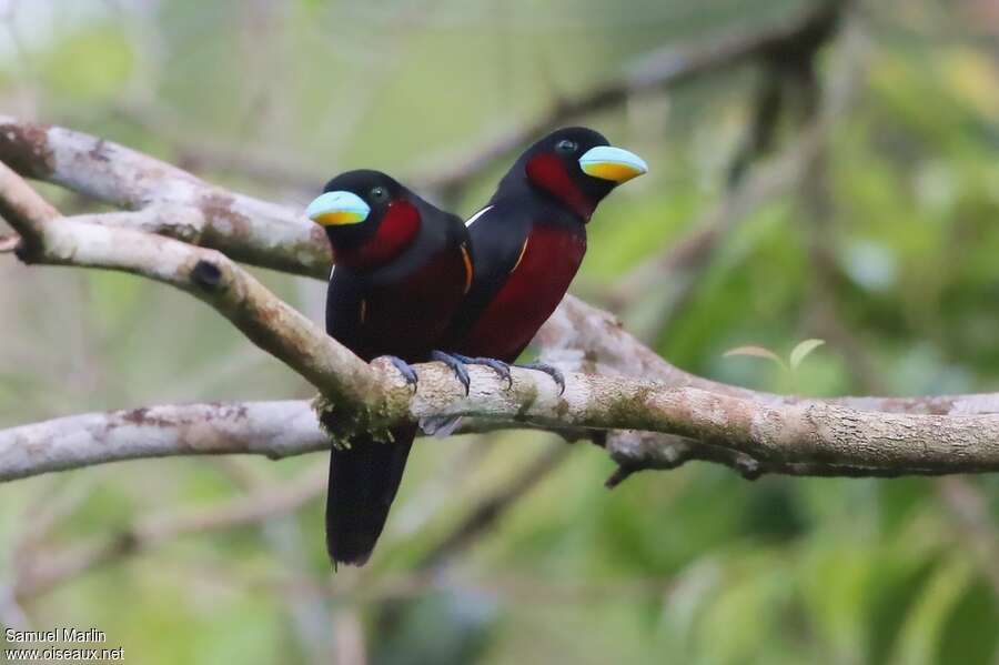 Black-and-red Broadbilladult, pigmentation