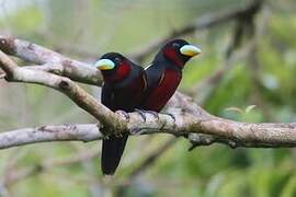 Black-and-red Broadbill