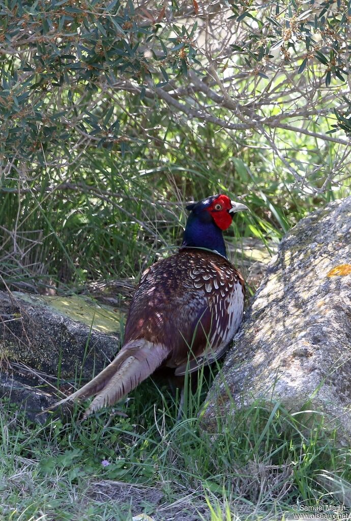 Common Pheasant male adult