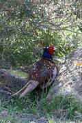 Common Pheasant