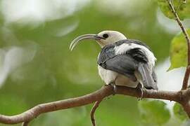 Sickle-billed Vanga