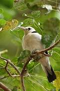 Sickle-billed Vanga