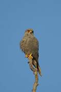 Grey Kestrel