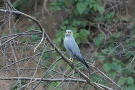 Grey Kestrel