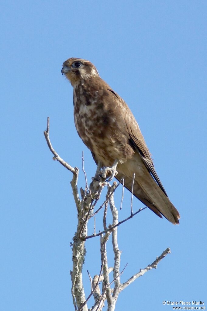 Brown Falconimmature