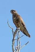 Brown Falcon