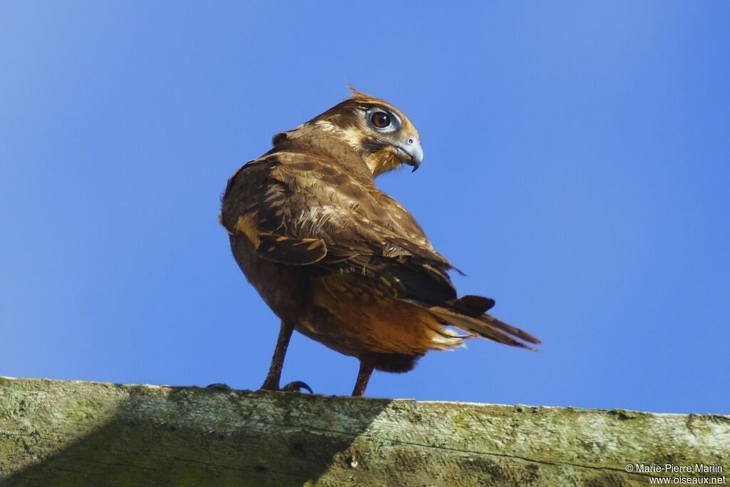 Brown Falcon